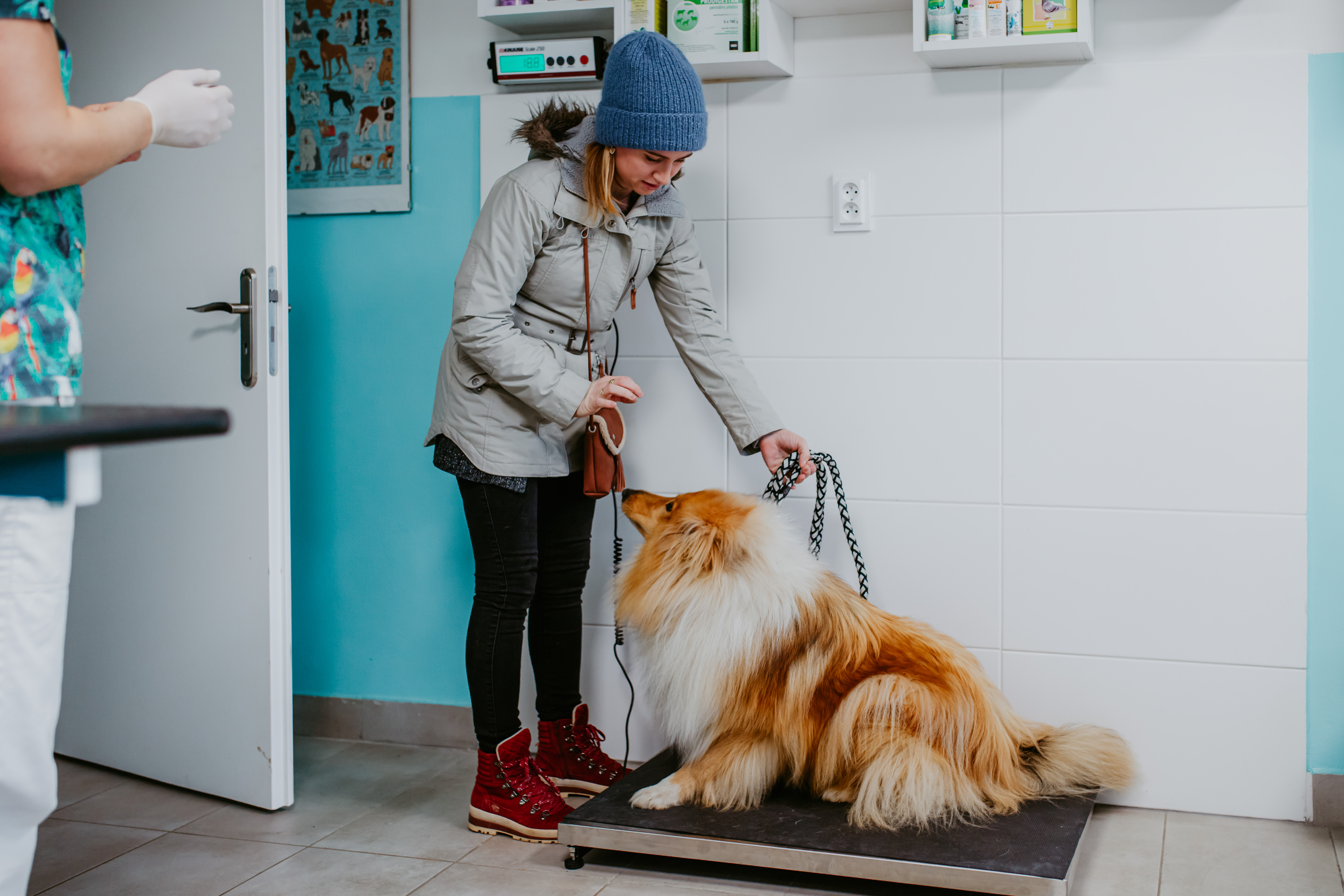 Preventívne prehliadky zvierat u veterinára VETERAS